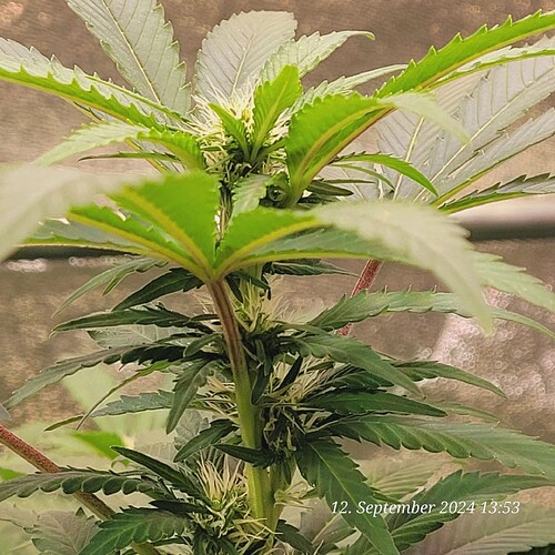 Tag 101 ende der 2ten Blüte Woche 12.9.24