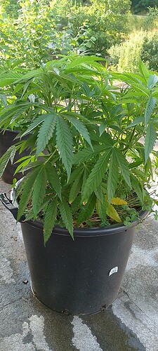 IMG_20250705_082326
