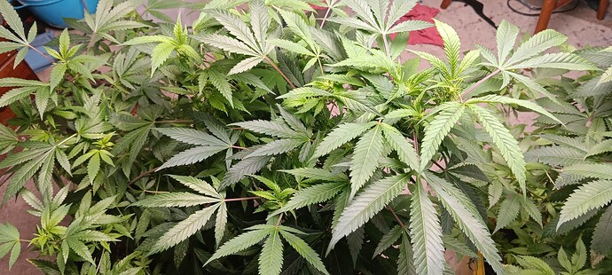 17007090677998695043339171930628