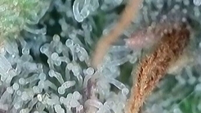 Tag 110 Klon 2, Trichome 1