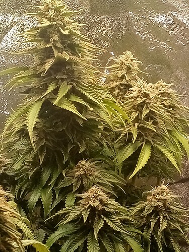 IMG_20240719_151847_512