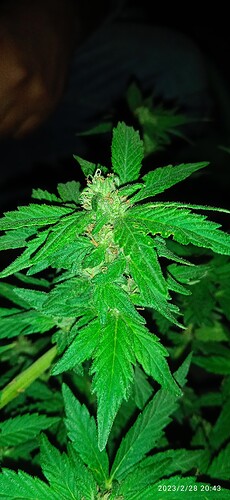 IMG_20230228_204356