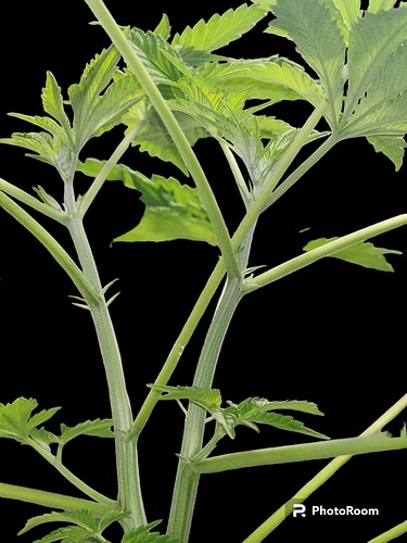 PhotoRoom-20230605_131545