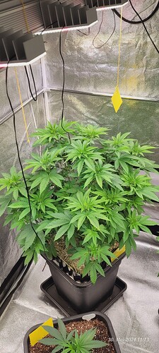 Tag 49 Cookie 1 Wachstum Tag 26