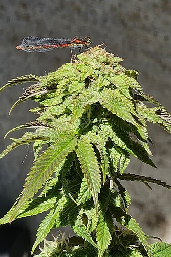 Screenshot_20250513_144743_Gallery