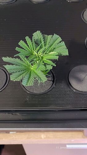 Tag 10 Klon 1 sieht aus wie am ersten Tag