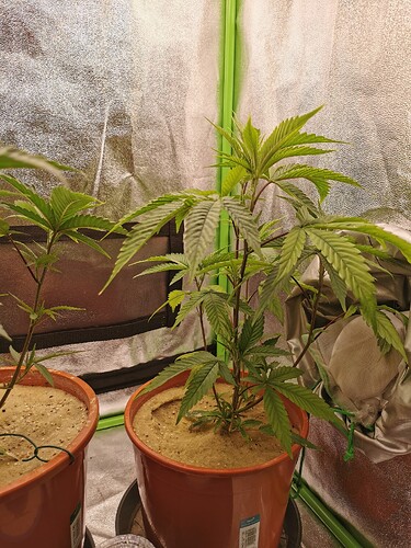 Lava Cake Clone G2 (1)