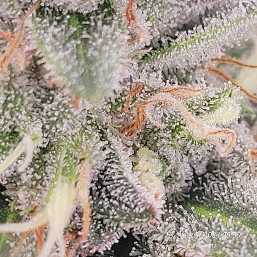 Tag 85 und sie neigt sich dem Ende !