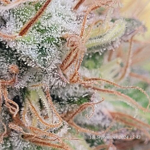 Tag 121 und es gehen noch ein , zwei Tage 10.9.24