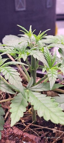 Tag 33 Congo 1 Wachstum Tag 13