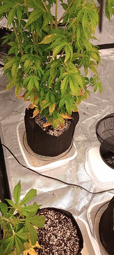 IMG_20240909_175908211