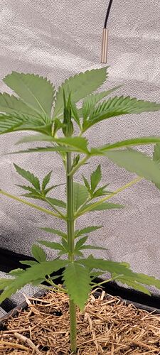 Tag 32 zweite Wachstums Woche