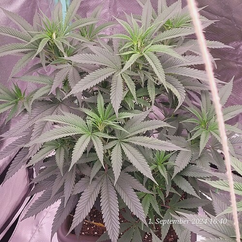 Tag 43 Klon 1 Wachstum Tag 40 am 1.9.24