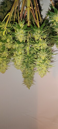 IMG_20240701_074106