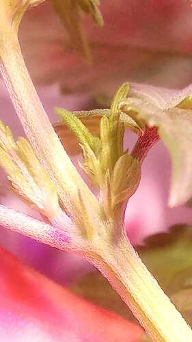 IMG-20220710-WA0013 Kopie