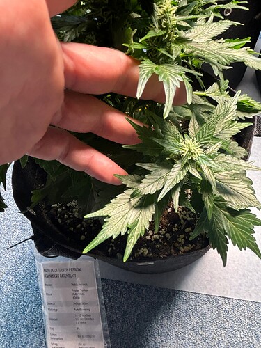 tempImageWc25Cu