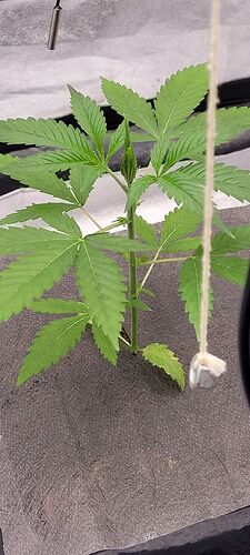 Tag 29 und es wächst munter weiter