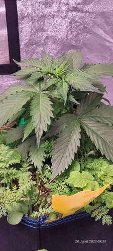 Tag 27 Haze 1 am 26.4.25