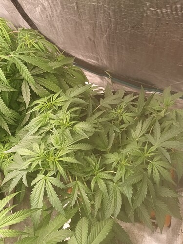 16517880898136014239336907863726