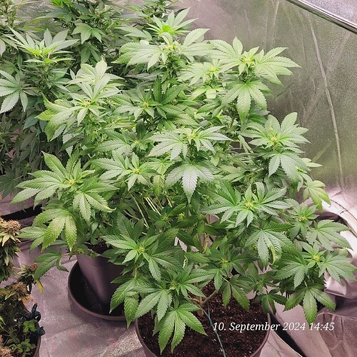 Tag 99 Blütetag 12 seit heute im Zelt 10.9.24