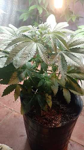IMG-20260520-WA0118
