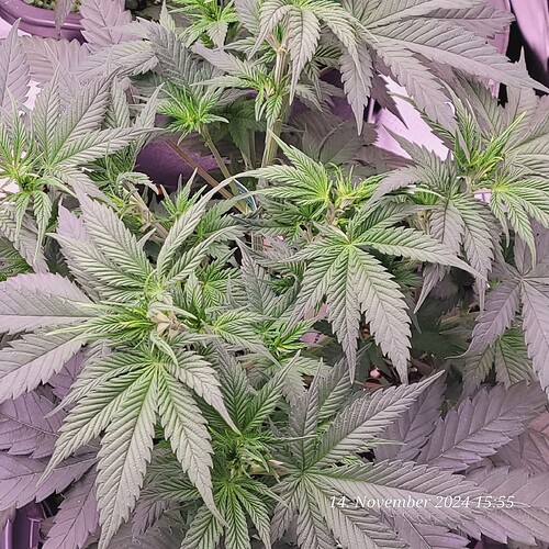 Tag 43 in der 4ten Wachstum Woche 14.11.24