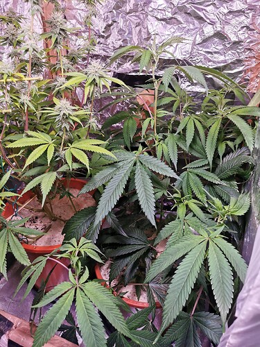 Lava Cake Clone G1 (4)