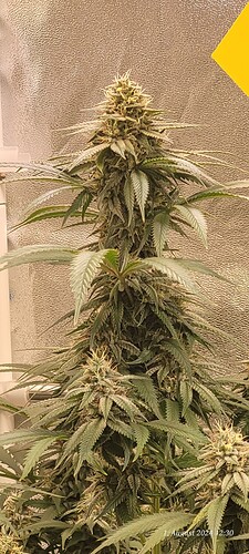 Tag 74 Blüte Woche 6 am 1.8.24