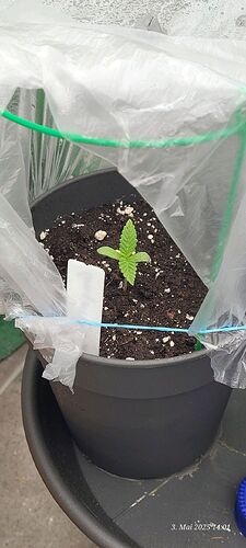 Tag 9 Congo 2 Sämling Tag 5