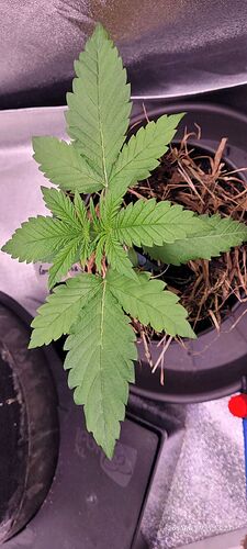 Tag 21 Congo 2 Wachstum Tag 1 am 26.5.25