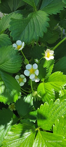 9.5.25 Erdbeeren