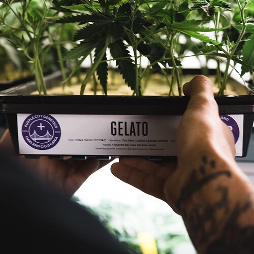 1380-purple-city-genetics