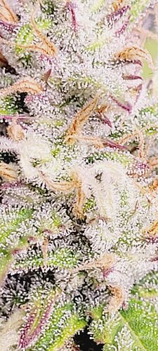 Tag 73 Gelato Trichome