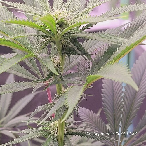 Tag 62 Klon 2 Blüte Tag 15 am 20.9.24