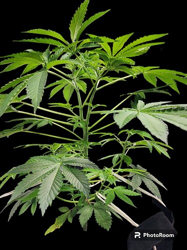 PhotoRoom-20230605_131518