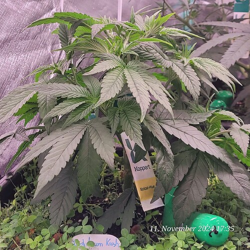 Tag 40 Nr 2, ist bei 24,5 cm in der Höhe 11.11.24