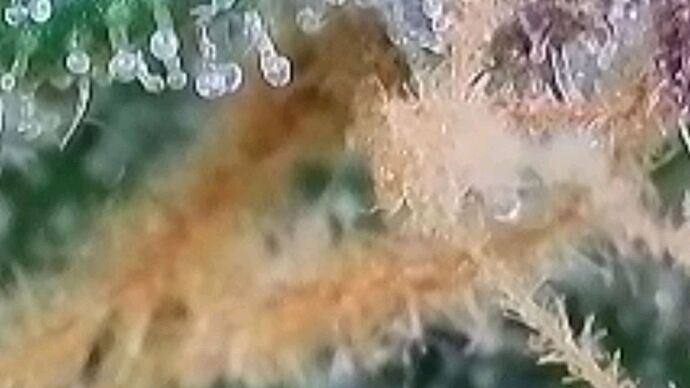 Tag 64 Haze 1 Trichome 4