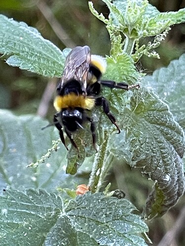 bee (25)