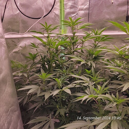 Tag 56 Klon 1 Blüte Tag 9 am 14.9.24