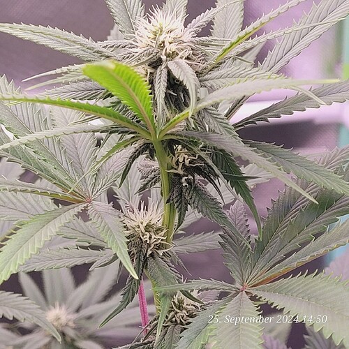 Tag 67 Klon 2 Blüte Tag 20 am 25.9.24