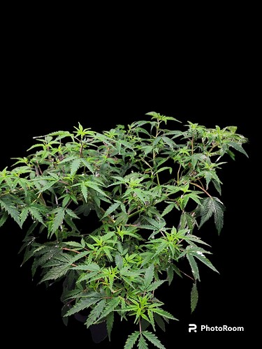 PhotoRoom-20230531_145357