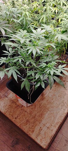 IMG_20241201_135208_371