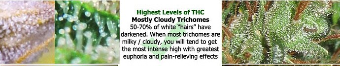 Trichomes