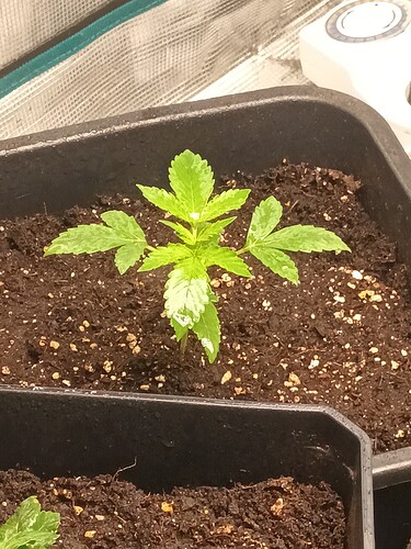 16587698336744790704927975931436