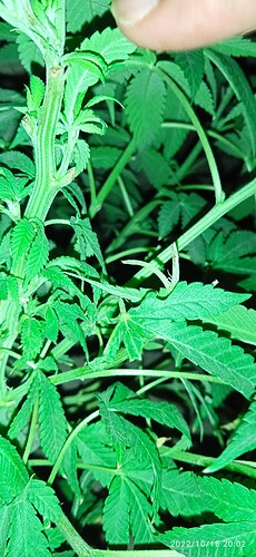 IMG_20221018_200218_1