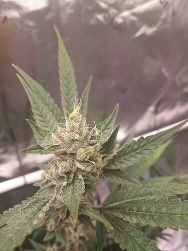 1700735763940364254369622103840