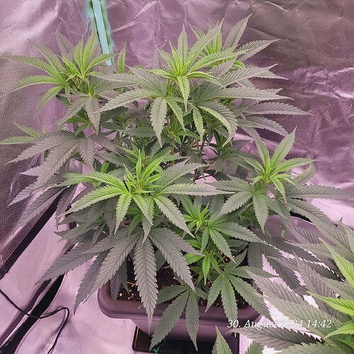 Tag 41 Klon 1 nun 48 cm hoch 30.8.24