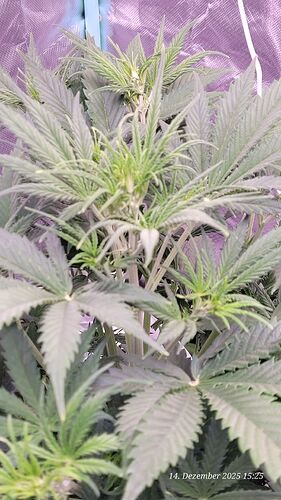 Tag 34 B.G.2 erste Blüte Woche