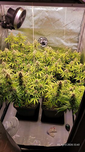 Day 99 Clone 1 and 2 Flower Day 39 10.4.26