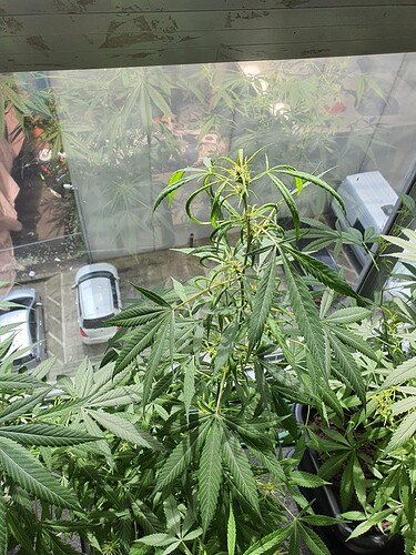 16783196569241911276730708452958